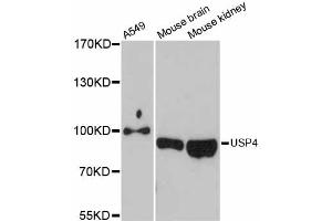 Western blot analysis of extracts of various cell lines, using USP4 antibody. (USP4 Antikörper)