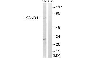 Western blot analysis of extracts from 3T3 cells, using KCND1antibody. (KCND1 Antikörper  (C-Term))