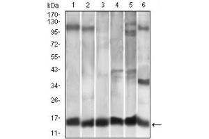 Western Blotting (WB) image for anti-Chemokine (C-C Motif) Ligand 2 (CCL2) antibody (ABIN1846382)