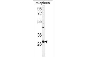 USF1 Antibody (Center) (ABIN655030 and ABIN2844661) western blot analysis in mouse spleen tissue lysates (35 μg/lane). (USF1 Antikörper  (AA 174-201))