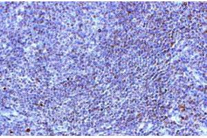 Image no. 1 for anti-Toll-Like Receptor 10 (TLR10) (AA 81-111) antibody (ABIN342786) (TLR10 Antikörper  (AA 81-111))