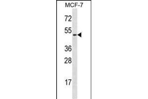 LAD1 Antibody (N-term) (ABIN656787 and ABIN2846006) western blot analysis in MCF-7 cell line lysates (35 μg/lane).