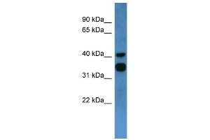 WB Suggested Anti-F2RL2 Antibody Titration: 0. (F2RL2 Antikörper  (C-Term))