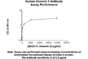 Image no. 2 for anti-Annexin A5 (ANXA5) (AA 1-320) antibody (ABIN5564834)