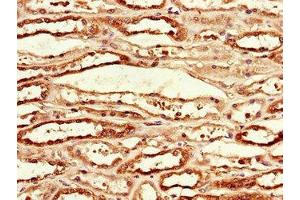 Immunohistochemistry of paraffin-embedded human kidney tissue using ABIN7156219 at dilution of 1:100 (MCL-1 Antikörper  (AA 19-244))