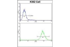 Flow cytometric analysis of K562 cells using P4HB Antibody (C-term)(bottom histogram) compared to a negative control cell (top histogram)FITC-conjugated goat-anti-rabbit secondary antibodies were used for the analysis. (P4HB Antikörper  (C-Term))