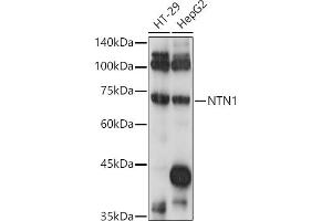 Western blot analysis of extracts of various cell lines, using NTN1 antibody (ABIN7268852) at 1:1000 dilution. (Netrin 1 Antikörper  (AA 500-600))