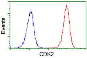 Image no. 2 for anti-Cyclin-Dependent Kinase 2 (CDK2) antibody (ABIN1497394) (CDK2 Antikörper)