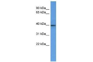 B3gat2 antibody used at 0. (B3GAT2 Antikörper  (C-Term))