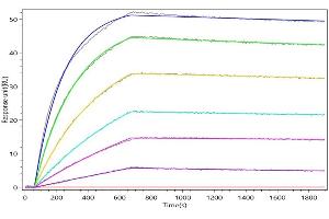SELP Recombinant Monoclonal Antibody  captured on Protein A Chip can bind Recombinant Human SELP with an affinity constant of 0.
