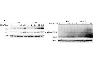 Western Blotting (WB) image for anti-Myxovirus Resistance Protein 1 (MX1) (Internal Region) antibody (ABIN2856746)
