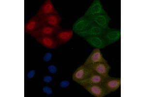 ELAC1 Mouse Monoclonal Antibody staining Hela cells by IF/ICC. (ELAC1 Antikörper)