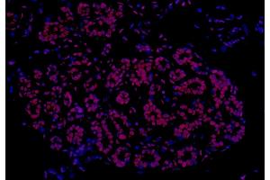 Immunofluorescence (IF) image for anti-Fused in Sarcoma (FUS) (AA 1-50) antibody (ABIN7454040) (Rekombinanter FUS Antikörper  (AA 1-50))