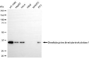 Western blotting analysis using dimethylarginine dimethylaminohydrolase 1 antibody (ABIN7798342). (Rekombinanter DDAH1 Antikörper)