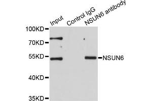 Immunoprecipitation analysis of 200ug extracts of HeLa cells using 1ug NSUN6 antibody.
