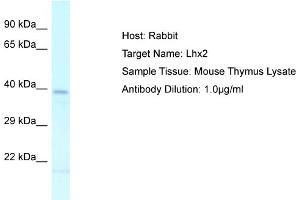 Host: Rabbit Target Name: LHX2 Sample Tissue: Mouse Thymus Antibody Dilution: 1ug/ml (LHX2 Antikörper  (C-Term))