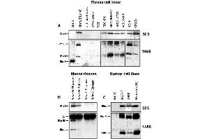 Western Blotting (WB) image for anti-BCL2-Like 11 (Apoptosis Facilitator) (BCL2L11) antibody (ABIN187549) (BIM Antikörper)