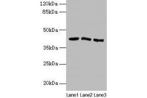 Western blot All lanes: ANGPTL7 antibody at 2 μg/mL Lane 1: MCF-7 whole cell lysate Lane 2: Colo320 whole cell lysate Lane 3: HepG2 whole cell lysate Secondary Goat polyclonal to rabbit IgG at 1/10000 dilution Predicted band size: 41 kDa Observed band size: 41 kDa (ANGPTL7 Antikörper  (AA 27-296))