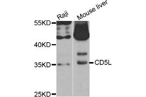 Western blot analysis of extracts of various cell lines, using CD5L antibody (ABIN5973664) at 1/1000 dilution. (CD5L Antikörper)