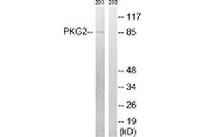 Western blot analysis of extracts from 293 cells, treated with anisomycin 25ug/ml 30', using PKG2 (Ab-126) Antibody. (PRKG2 Antikörper  (AA 92-141))