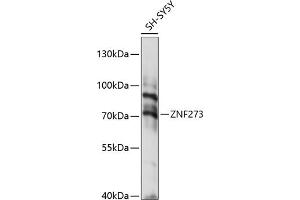 Western blot analysis of extracts of SH-SY5Y cells, using ZNF273 antibody (ABIN7271473) at 1:1000 dilution. (ZNF273 Antikörper  (AA 210-260))