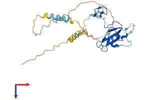 Protein Structure (PS) image for Zinc Finger, CCHC Domain Containing 24 (ZCCHC24) (AA 1-241) protein (His tag) (ABIN7545383)