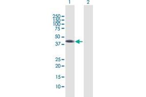 Western Blot analysis of WNT5B expression in transfected 293T cell line by WNT5B MaxPab polyclonal antibody. (WNT5B Antikörper  (AA 1-359))