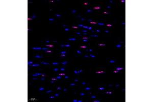 Immunofluorescent analysis of paraffin embedded mouse heart using ubp43 (ABIN7076108) at dilution of 1: 1000 (USP18 Antikörper)