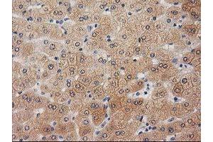 Image no. 1 for anti-Ubiquitin-Like 4A (UBL4A) antibody (ABIN1501648) (UBL4A Antikörper)