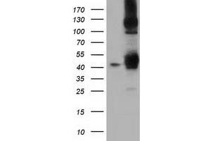 Image no. 5 for anti-DnaJ (Hsp40) Homolog, Subfamily A, Member 2 (DNAJA2) antibody (ABIN1497860) (DNAJA2 Antikörper)