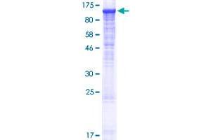 PLCL2 Protein (AA 1-1001) (GST tag)