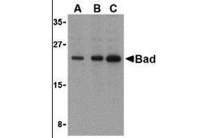 Western Blotting (WB) image for anti-BCL2-Associated Agonist of Cell Death (BAD) (C-Term) antibody (ABIN1030278) (BAD Antikörper  (C-Term))