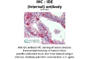 Image no. 1 for anti-Insulin-Degrading Enzyme (IDE) (Internal Region) antibody (ABIN1735761) (IDE Antikörper  (Internal Region))