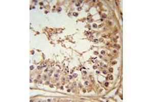 Immunohistochemistry in formalin fixed and paraffin embedded testis tissue reacted with FBXL5 Antibody (N-term) followed by peroxidase conjugation of the secondary antibody and DAB staining. (FBXL5 Antikörper  (N-Term))