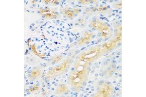 Immunohistochemistry of paraffin-embedded rat kidney using PROCR antibody. (PROCR Antikörper  (AA 19-209))