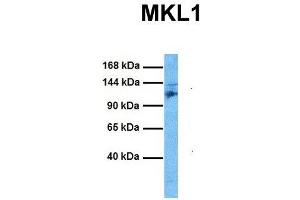 Host:  Rabbit  Target Name:  MKL1  Sample Tissue:  Mouse Spleen  Antibody Dilution:  1.