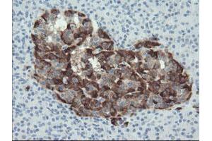 Immunohistochemical staining of paraffin-embedded Human pancreas tissue using anti-SERPINE2 mouse monoclonal antibody.
