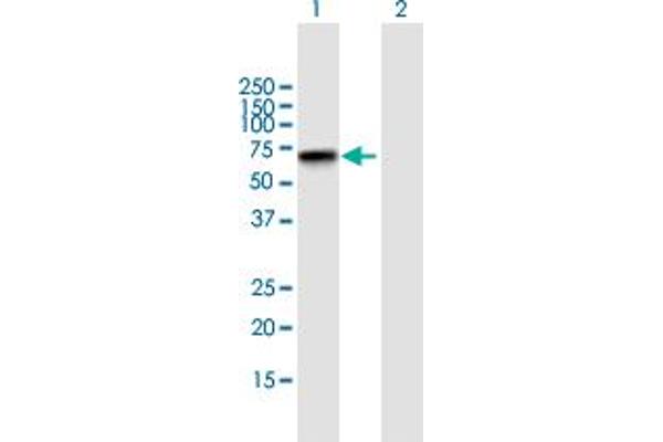 Zinc Finger Protein 296 (ZNF296) (AA 1-475) Antikörper