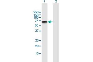 Western Blot analysis of ZNF296 expression in transfected 293T cell line by ZNF296 MaxPab polyclonal antibody. (Zinc Finger Protein 296 (ZNF296) (AA 1-475) Antikörper)