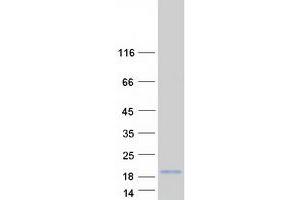 Validation with Western Blot (LCE3E Protein (Myc-DYKDDDDK Tag))