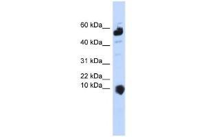 Western Blotting (WB) image for anti-Chromosome 1 Open Reading Frame 151 (C1orf151) antibody (ABIN2458895)