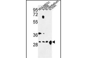 Western blot analysis of YWHAZ Antibody (Center) (ABIN652428 and ABIN2842220) in MDA-M,  cell line and mouse cerebellum, brain tissue lysates (35 μg/lane). (14-3-3 zeta Antikörper  (AA 65-93))