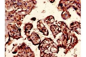Immunohistochemistry of paraffin-embedded human placenta tissue using ABIN7152013 at dilution of 1:100