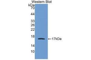 Western blot analysis of recombinant Human APOA1. (APOA1 Antikörper  (AA 122-267))