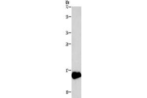 Western Blotting (WB) image for anti-Neurogranin (NRGN) antibody (ABIN2420917) (Neurogranin Antikörper)