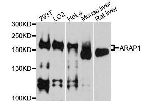 Western blot analysis of extracts of various cell lines, using ARAP1 antibody. (ARAP1 Antikörper  (AA 834-1133))