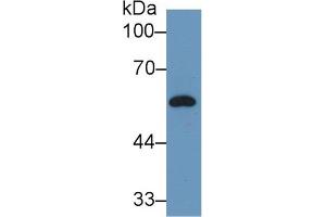 Western Blot; Sample: Rat Plasma; Primary Ab: 2µg/ml Rabbit Anti-Rat DBP Antibody Second Ab: 0.