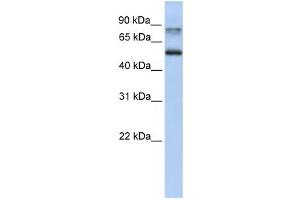 Western Blotting (WB) image for anti-Epsin 1 (EPN1) antibody (ABIN2459834) (Epsin 1 Antikörper)