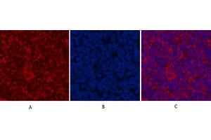 Immunofluorescence analysis of rat spleen tissue. (CDX2 Antikörper)