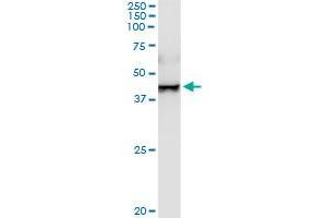 TXNDC4 MaxPab rabbit polyclonal antibody. (ERP44 Antikörper  (AA 1-406))